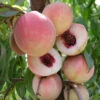 Pink Diamond Peach Tree -Felo Butik pink diamond peach B