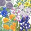 Peaceful Valley California Native Pollinator Blend (1/4 Lb) -Felo Butik pv california native pollinator blend 1 4 lb