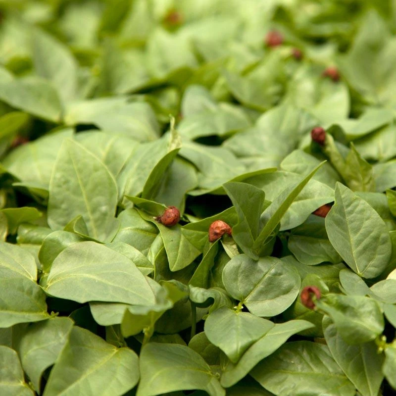 Red Cowpeas - Raw Seed (lb) 3 Red Cowpeas - Raw Seed (lb)