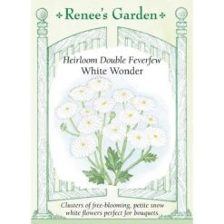 Renee's Garden Feverfew Double White Wonder