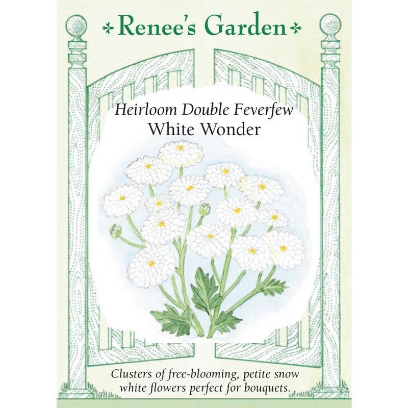 Renee's Garden Feverfew Double White Wonder 3 Renee's Garden Feverfew Double White Wonder
