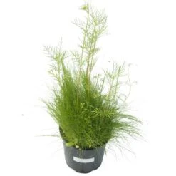 Peaceful Valley Low-Growing Grasses & Wildflowers Seed (lb) 5 Peaceful Valley Low-Growing Grasses & Wildflowers Seed (lb) -Felo Butik scg055 d 2