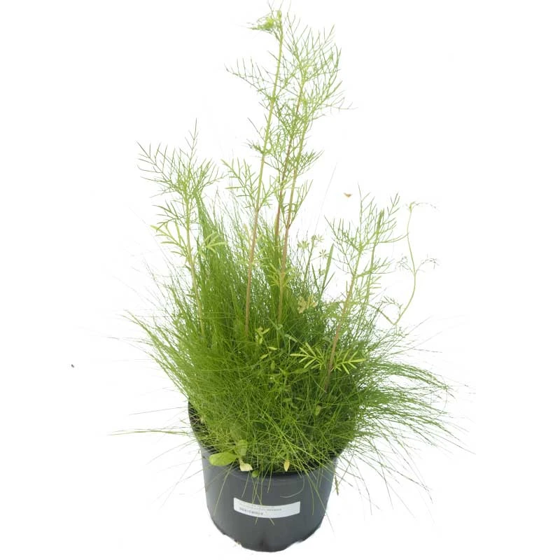 Peaceful Valley Low-Growing Grasses & Wildflowers Seed (lb) 4 Peaceful Valley Low-Growing Grasses & Wildflowers Seed (lb) - Billede 2