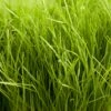 Turf Type Perennial Ryegrass Seed (lb) -Felo Butik scg540 1