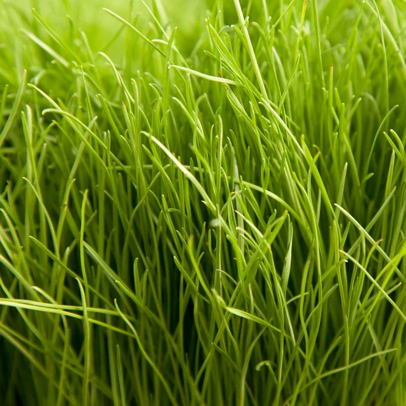 Turf Type Perennial Ryegrass Seed (lb) 3 Turf Type Perennial Ryegrass Seed (lb)