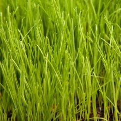 Organic Ryegrass, Oregon Annual (lb) -Felo Butik scg545 2