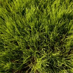 Oregon Annual Ryegrass Seed (lb) -Felo Butik scg550 2