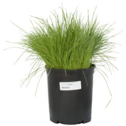Organic Ryegrass, Oregon Annual (lb) -Felo Butik scg550b