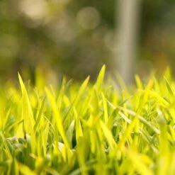 Sudangrass Seed (lb) -Felo Butik scg702 web