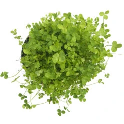 Ladino White Clover - Nitrocoated Seed (lb) -Felo Butik scl320 b 1