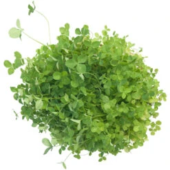 Organic Red Clover - Raw Seed (lb) -Felo Butik scl332 a 2