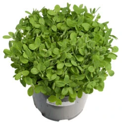 Biomaster Peas - Raw Seed (lb) 7 Biomaster Peas - Raw Seed (lb) -Felo Butik scl848 a