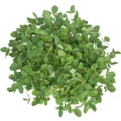 Soybeans - Raw Seed (lb) -Felo Butik scl860 a 2