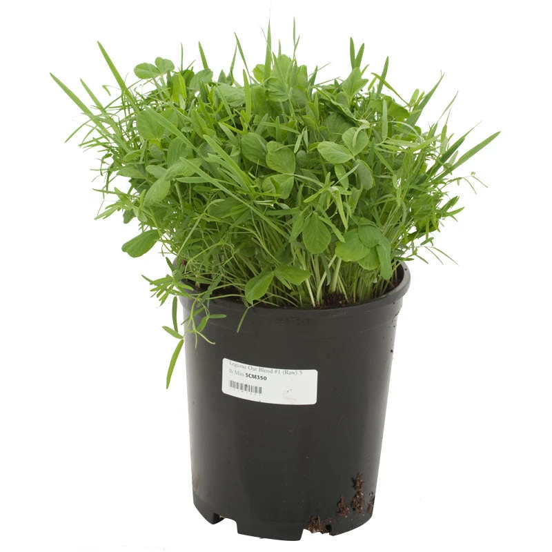 Peaceful Valley Legume Oat Mix #1 - Raw Seed (lb) 6 Peaceful Valley Legume Oat Mix #1 - Raw Seed (lb) - Billede 4