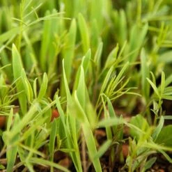 Peaceful Valley Legume Oat Mix #1 - Raw Seed (lb) 9 Peaceful Valley Legume Oat Mix #1 - Raw Seed (lb) -Felo Butik scm350 web