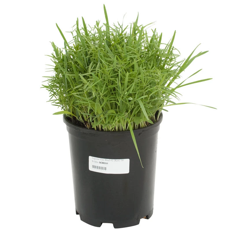 Peaceful Valley Legume Oat Mix #2 - Raw Seed (lb) 4 Peaceful Valley Legume Oat Mix #2 - Raw Seed (lb) - Billede 2