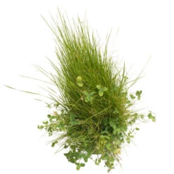 Peaceful Valley Roadway Mix - Nitrocoated Seed (lb) 7 Peaceful Valley Roadway Mix - Nitrocoated Seed (lb) -Felo Butik scm550 d