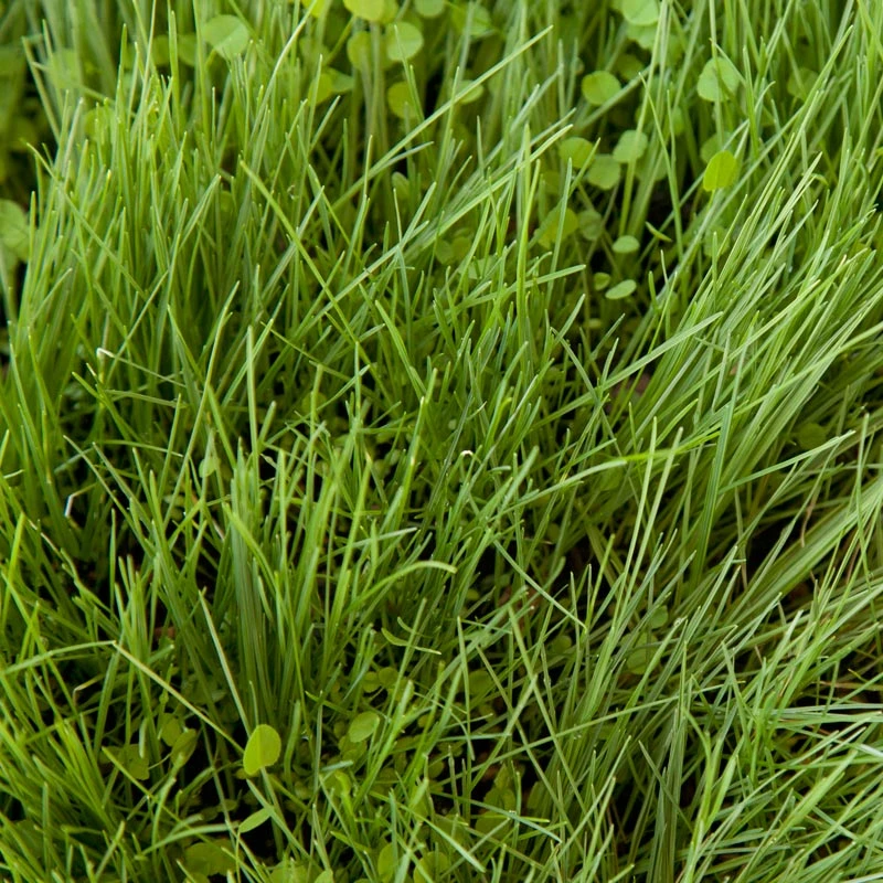 Peaceful Valley Roadway Mix - Nitrocoated Seed (lb) 4 Peaceful Valley Roadway Mix - Nitrocoated Seed (lb) - Billede 2