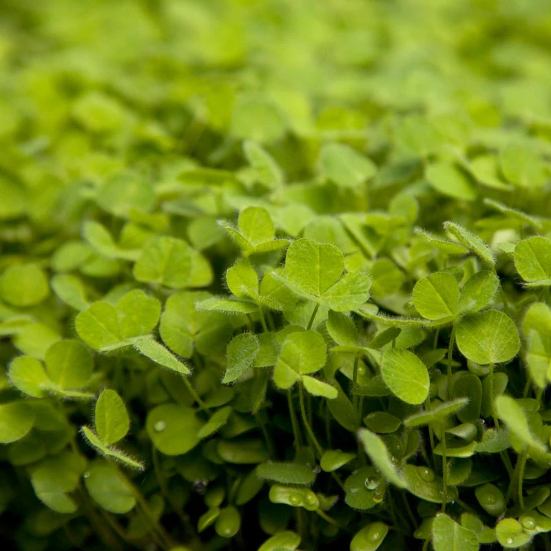 Subterranean Clover Mix - Nitrocoated Seed (lb) 4 Subterranean Clover Mix - Nitrocoated Seed (lb) - Billede 2