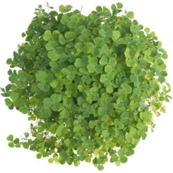 Subterranean Clover Mix - Nitrocoated Seed (lb) 7 Subterranean Clover Mix - Nitrocoated Seed (lb) -Felo Butik scm600 c