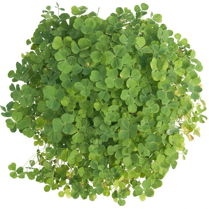 Subterranean Clover Mix - Nitrocoated Seed (lb) 5 Subterranean Clover Mix - Nitrocoated Seed (lb) - Billede 3