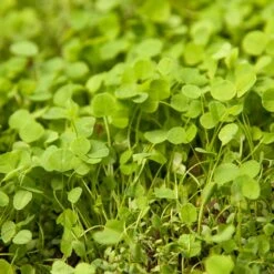 Peaceful Valley Low-Growing Clover Mix - Nitrocoated Seed (lb) -Felo Butik scm700 2 web
