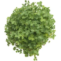 Peaceful Valley Low-Growing Clover Mix - Nitrocoated Seed (lb) -Felo Butik scm700 d
