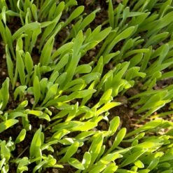 Beardless Barley Seed (lb) -Felo Butik scn100 web