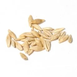 Beardless Barley Seed (lb) -Felo Butik scn100a