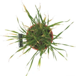 Beardless Barley Seed (lb) -Felo Butik scn100b