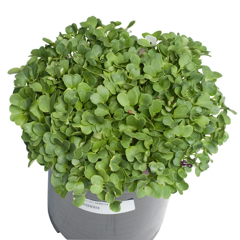 Daikon Radish Seed (Oilseed) (lb) 4 Daikon Radish Seed (Oilseed) (lb) - Billede 2