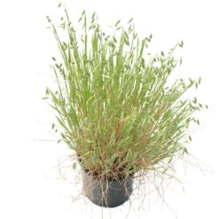 White Oats Seed (lb) -Felo Butik scn320 b