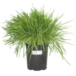 White Oats Seed (lb) -Felo Butik scn320 c