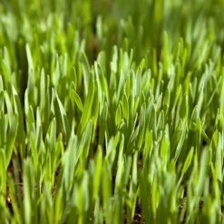 White Oats Seed (lb)