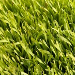Cereal Rye Seed (Cold Hardy) (lb) 12 Cereal Rye Seed (Cold Hardy) (lb) -Felo Butik scn395 web