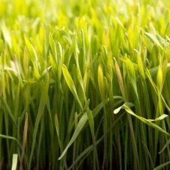 Cereal Rye Seed (Cold Hardy) (lb) 13 Cereal Rye Seed (Cold Hardy) (lb) -Felo Butik scn395 web2