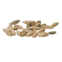 Cereal Rye Seed (Cold Hardy) (lb) 11 Cereal Rye Seed (Cold Hardy) (lb) -Felo Butik scn395a