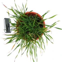 Cereal Rye Seed (Cold Hardy) (lb) 10 Cereal Rye Seed (Cold Hardy) (lb) -Felo Butik scn395b