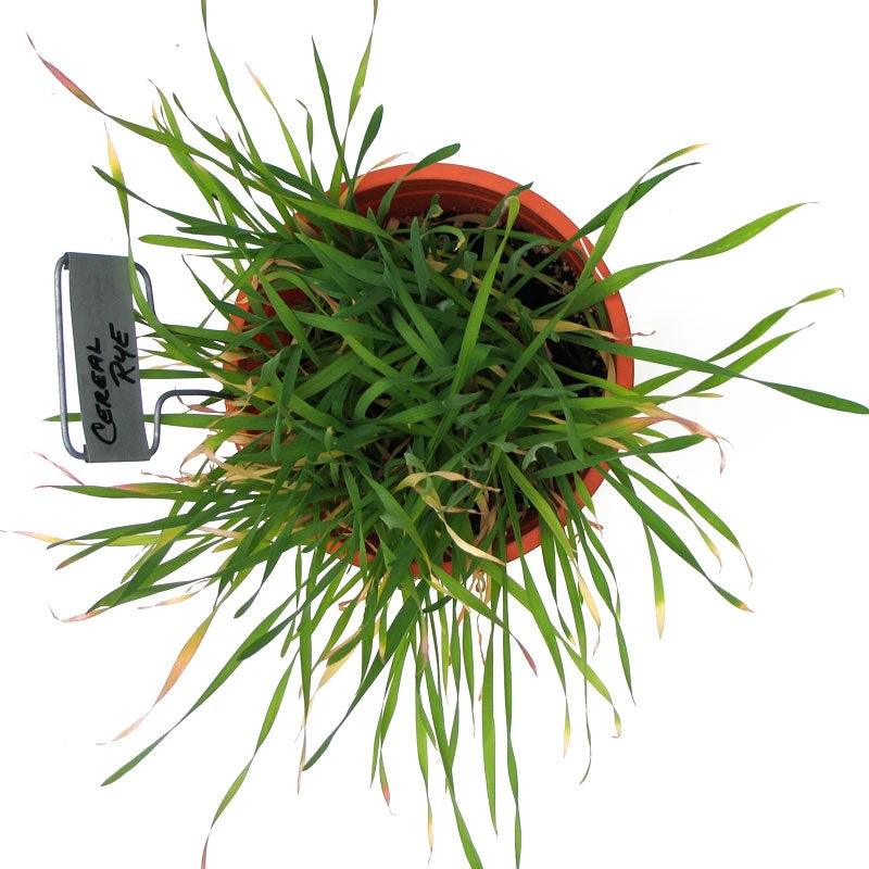 Cereal Rye Seed (Cold Hardy) (lb) 5 Cereal Rye Seed (Cold Hardy) (lb) - Billede 3