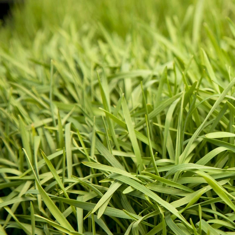 Organic Triticale Seed (lb) 4 Organic Triticale Seed (lb) - Billede 2