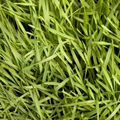 Organic Triticale Seed (lb) 10 Organic Triticale Seed (lb) -Felo Butik scn449 5 web