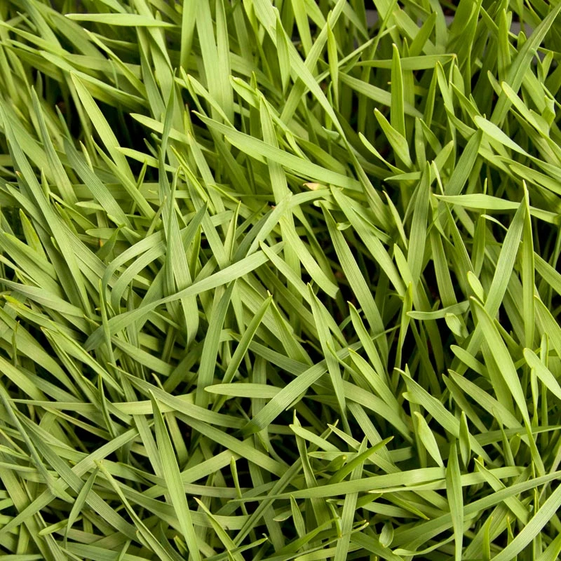 Organic Triticale Seed (lb) 5 Organic Triticale Seed (lb) - Billede 3