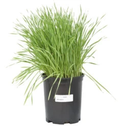 Wheat Red Winter Seed (lb) -Felo Butik scn500 b