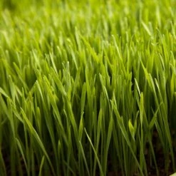 Wheat Red Winter Seed (lb) -Felo Butik scn500 web