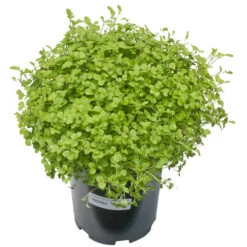 Mustard Mix Seed (lb) -Felo Butik scn755 a 1