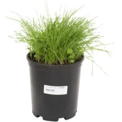 Peaceful Valley Basic Erosion Control Mix - Nitrocoated Seed (lb) -Felo Butik sec100 a 2