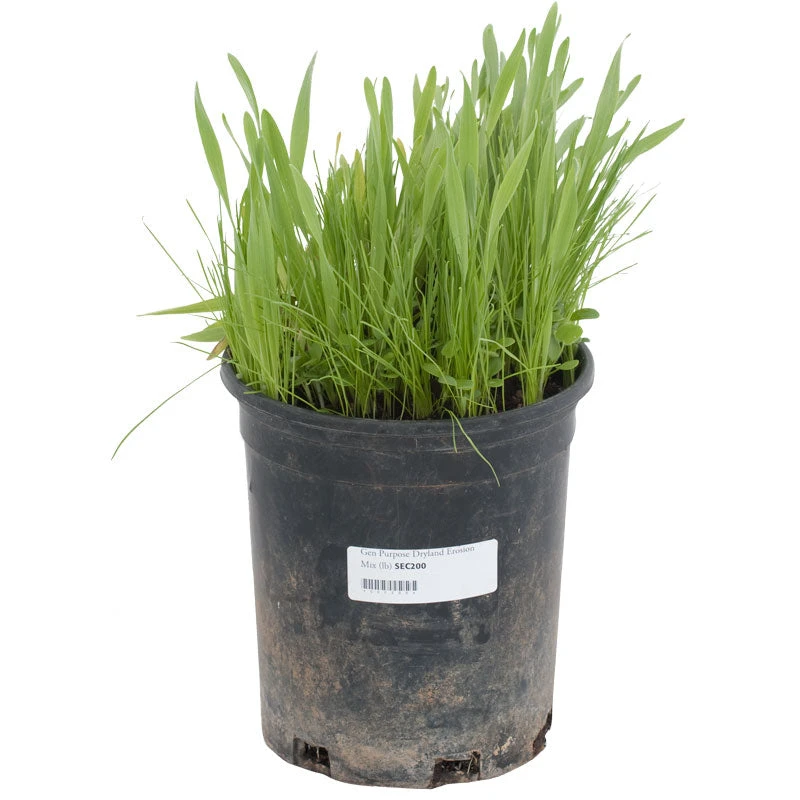 Peaceful Valley General Purpose Erosion Mix - Nitrocoated Seed (lb) 4 Peaceful Valley General Purpose Erosion Mix - Nitrocoated Seed (lb) - Billede 2