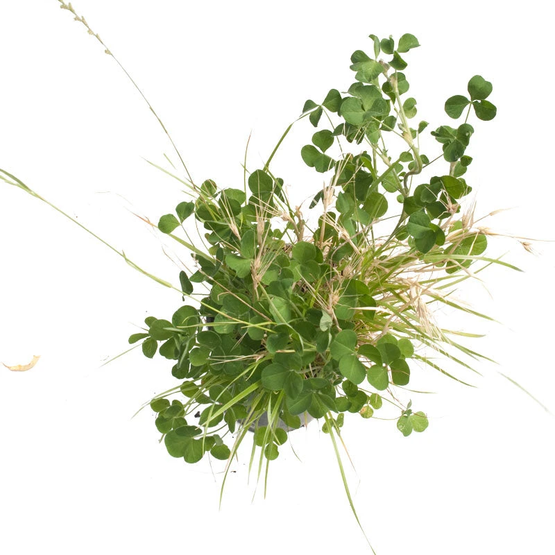 Peaceful Valley General Purpose Erosion Mix - Nitrocoated Seed (lb) 5 Peaceful Valley General Purpose Erosion Mix - Nitrocoated Seed (lb) - Billede 3