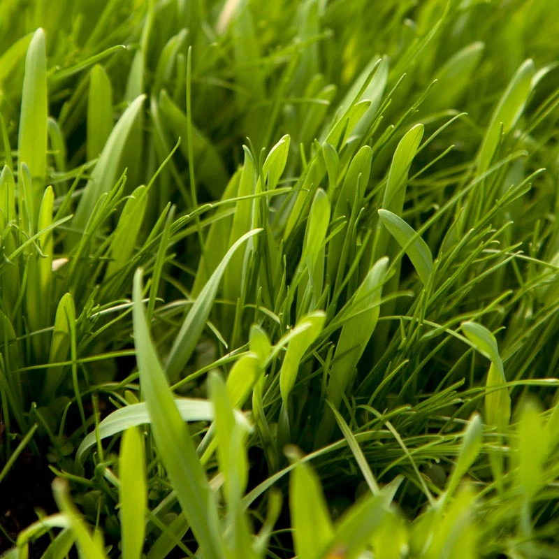 Peaceful Valley General Purpose Erosion Mix - Nitrocoated Seed (lb) 6 Peaceful Valley General Purpose Erosion Mix - Nitrocoated Seed (lb) - Billede 4