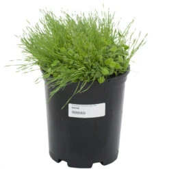 Peaceful Valley Premium Erosion Mix - Nitrocoated Seed (lb) 7 Peaceful Valley Premium Erosion Mix - Nitrocoated Seed (lb) -Felo Butik sec300 a